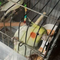 دو عدد عروس هلندی لوتینو نر