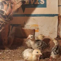 جوجه بوقلمون برنز