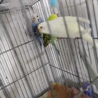 مرغ عشق|پرنده|فسا, |دیوار