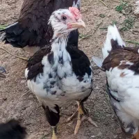 جوجه  گلین اصل