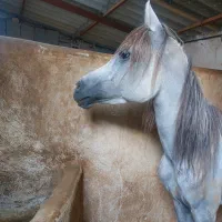 فروش تعدادی اسب عرب مدرک دار