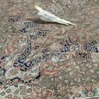 عروس هلندی