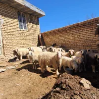 گله میش داشتی