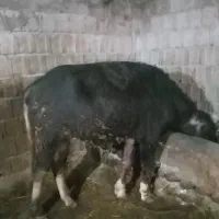 گاومیش نر تخم