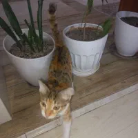 واگذاری گربه|گربه|رودهن, |دیوار