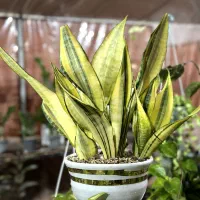 گل آپارتمانی سانسوریا زامیفولیا افوربیا