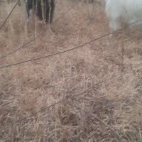 بز بزغاله|حیوانات مزرعه|هشتگرد, ایقربلاغ|دیوار