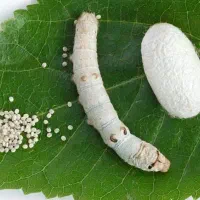 پک ۱۵ عددی آموزشی و سرگرمی پرورش کرم ابریشم