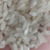 برنج کامفیروزی اصل|عمدهفروشی|کر, |دیوار