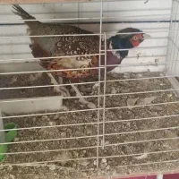 فروش قرطاوس نر