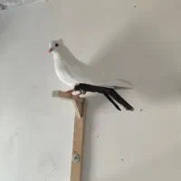 کبوتر دورنگ