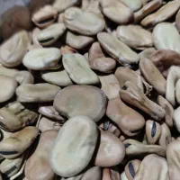 باقلی مازندرانی خشک محلی برای کاشت