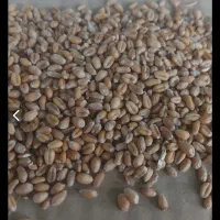 گندم قرمز درجه یک