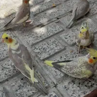 پرنده عروس  هلندی