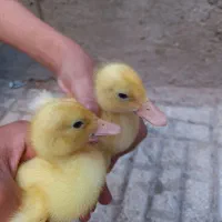 جوجه اردک
