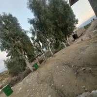 خریدوفروش انواع درخت( اکالیپتوس)مورت صنوبرابریشم|خدمات باغبانی و درختکاری|بهبهان, |دیوار