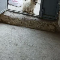 پاپی|سگ|مشهد, مهدی آباد|دیوار