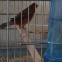 سره و قناره