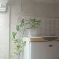 گل آپارتمانی|گل و گیاه طبیعی|دوگنبدان, |دیوار