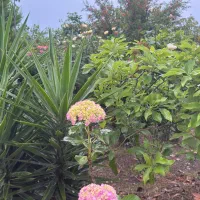 گل یوکا سایز مختلف یکجا