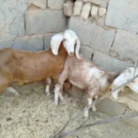 بز دورگ باکره نر|حیوانات مزرعه|مهریز, |دیوار