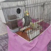 فروش عروس هلندی