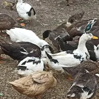 فروش اردک ۲رگ|حیوانات مزرعه|رویان, |دیوار