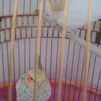 عروس هلندی