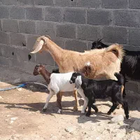 بز کهردار