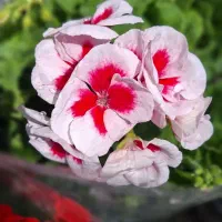 شمعدانی هلندی پرگل پاکوتاه