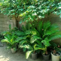 سیکاس|گل و گیاه طبیعی|لاهیجان, لیالستان|دیوار