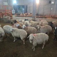 گوسفند شیشک آبستن دو ماهه