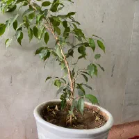 بنجامین ابلق و سبز|گل و گیاه طبیعی|فسا, |دیوار