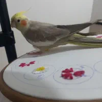 این عروس هلندی در شهرری گم شده‌ است