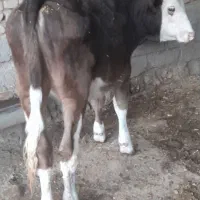 گوساله سمینتال آلمانی گاو|حیوانات مزرعه|اهواز, کوی ملی راه|دیوار