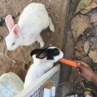 فروش  خرگوش مولد