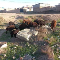 فروش گوسفند( میش و قوچ)