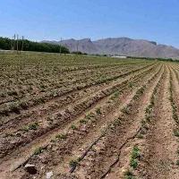 یک هکتار زمین کشاورزی اجاره میدم