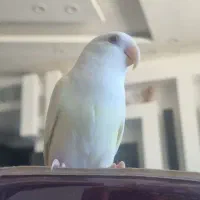 کوتوله برزیلی دستی