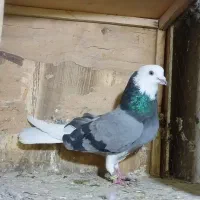 کبوتر پرشی غریب