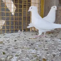 کبوتر نروماده سفید|پرنده|خمینیشهر, |دیوار