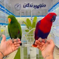 طوطی اکلکتوس