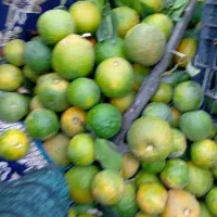 خریدار نارنج بهشهر