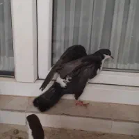 کفتر  صید پرشی کبوتر|پرنده|مشهد, امیریه|دیوار