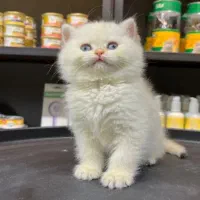 گربه اسکاتیش 18 ملیون
