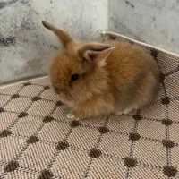 خرگوش لوپ سه عدد|موش و خرگوش|بابل, |دیوار