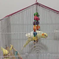 دوعددعروس هلندی