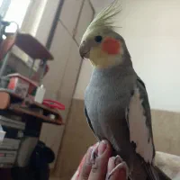 عروسی هلندی نر|پرنده|بندر گناوه, |دیوار