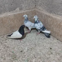 کفتر