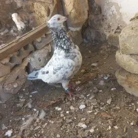 فروشی|پرنده|چناران, |دیوار